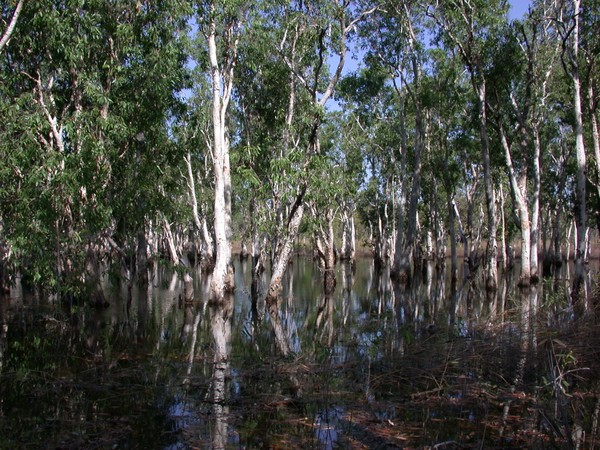 Paperbark Trees (Table Top Swamp)